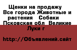 Щенки на продажу - Все города Животные и растения » Собаки   . Псковская обл.,Великие Луки г.